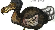 Dodo Günlükleri! 350 Yıl Önce Soyu Tükenen Tropik Kuşun Hayatından İlginç Bilgiler