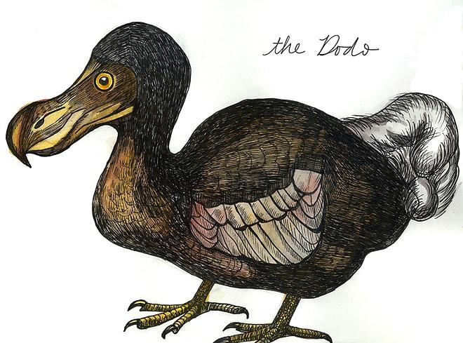 Dodo Günlükleri! 350 Yıl Önce Soyu Tükenen Tropik Kuşun Hayatından İlginç Bilgiler