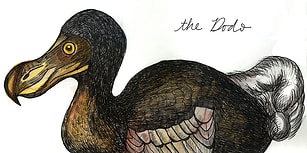 Dodo Günlükleri! 350 Yıl Önce Soyu Tükenen Tropik Kuşun Hayatından İlginç Bilgiler