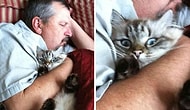 O lanet kedileri istemiyorum !!! En güzel kedi ölü kedidir! Asla eve kedi giremez! demeyin KEDI KAZANIR