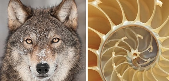 Тест: Выберите природные узоры, а мы скажем, каким животным вы могли бы быть