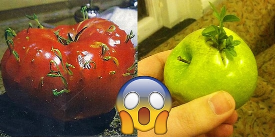 12 шокирующих фото овощей и фруктов, которые удивят даже опытного садовода