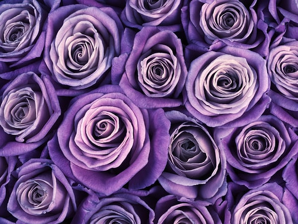 Фиолетовый!