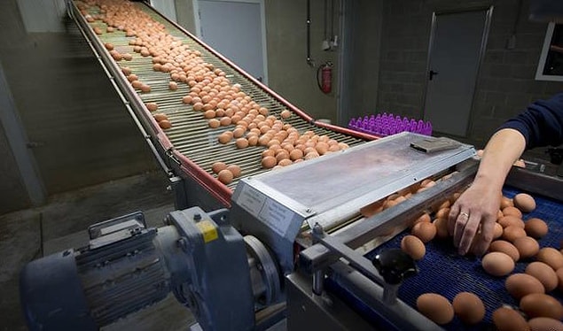 TESK: 'Halkımız güvenle yumurtalarını yiyebilirler'