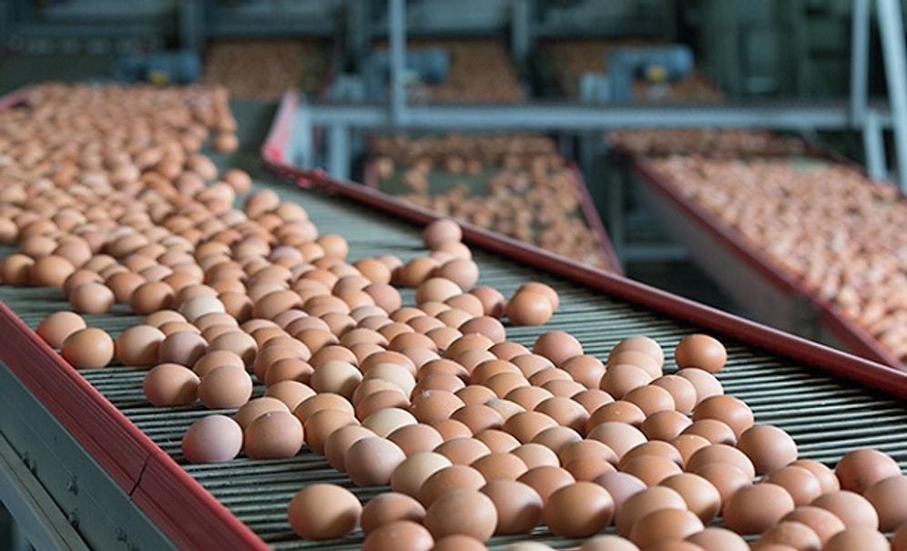 Türkiye'de de Rastlandığı İddia Edilmişti: Bakanlık Fipronilli Yumurta Tespit Edilmediğini Açıkladı