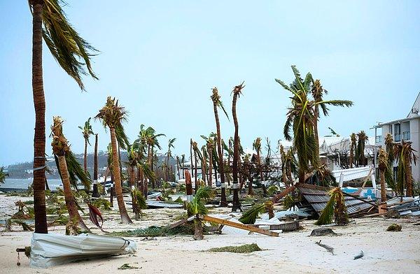 6. Saint Martin kıyısında parçalanmış, uçları kopmuş palmiye ağaçları.