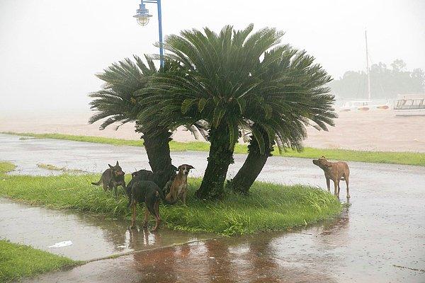 10. Perşembe günü Dominik Cumhuriyeti'nde Samana şehrinde çekilmiş bu karede, yağmur ve rüzgardan bir ağacın altına sığınmış köpekler.