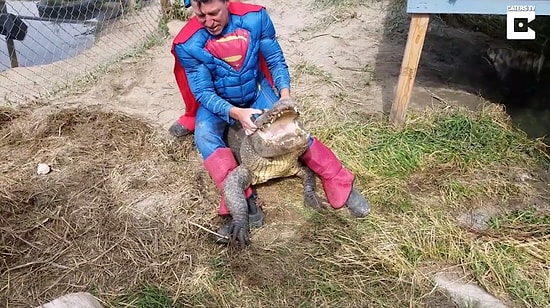 Süperman Kıyafetiyle Timsah Yuvasına Baskın Yapan Yürek Yemiş Adam