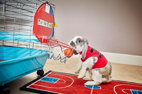 9. Кролик Бини совершил самое большое количество слэм-данков среди своих собратьев (7 раз за минуту)