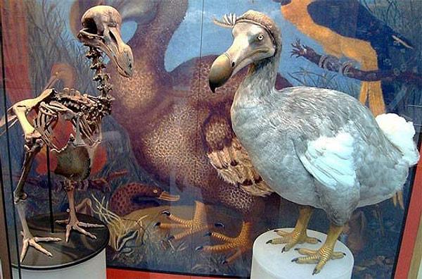 Araştırma ekibinden biri Londra Doğal Tarih Müzesi'nden Julian Hume, dodo kuşu hakkında hala bilinmeyen çok şey olduğunu söylüyor.