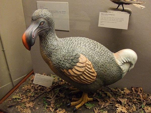 Dodo kuşuna ait birçok buluntu Avrupa'da müzelerde toplanmış olsa da Victoria döneminde birçoğu kayboldu.