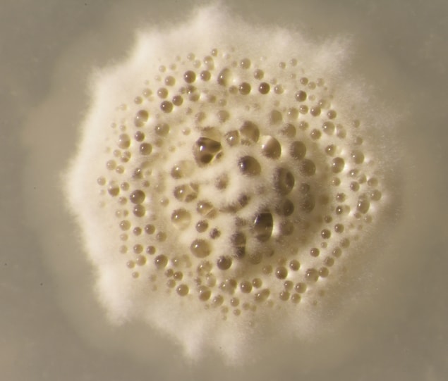 8. 2013 yılında Yeni Zelanda'da, bilinen her antibiyotiğe dirençli bir bakteri bulunmuş.