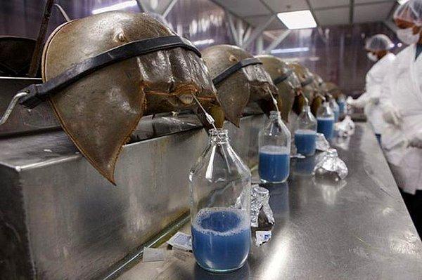 11. At nalı yengeci kanı, bakteri tespit etme kabiliyeti nedeniyle litresi 15.000 dolara satılıyor.