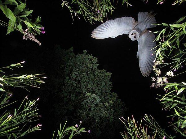 2. Barn Owl Hovering (Sallanan Peçeli Baykuş) - Roy Rimmer, İngiltere Kuş Davranışı Kategorisi