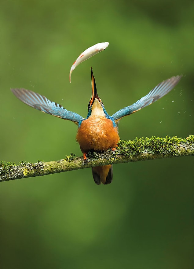 7. Catch Of The Day (Günün Karı) - Vince Burton, İngiltere Doğa Fotoğrafçıları Ltd. People's Choice Kazananı