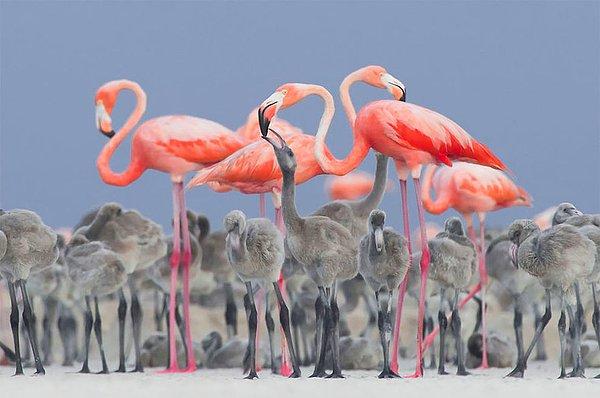 17. Pink Flamingo Feeding Their Young (Pembe Flamingolar Yavrularını Beslerken) - Alejandro Prieto Rojas, Meksika, En İyi Portre Kategorisinde Altın Ödül ve 2017 Yılı En İyi Kuş Fotoğrafçısı Ödülü