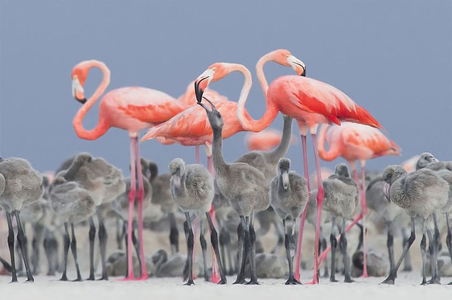 17. Pink Flamingo Feeding Their Young (Pembe Flamingolar Yavrularını Beslerken) - Alejandro Prieto Rojas, Meksika, En İyi Portre Kategorisinde Altın Ödül ve 2017 Yılı En İyi Kuş Fotoğrafçısı Ödülü