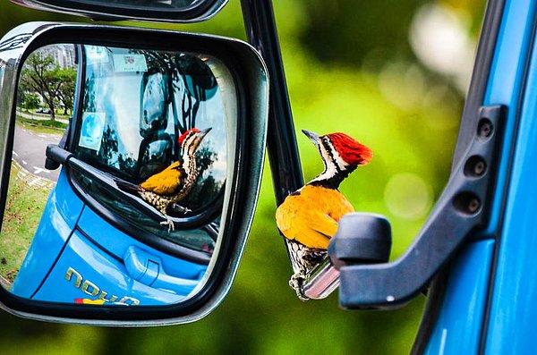 18. Woodpecker In Car Mirror (Araba Aynasındaki Ağaçkakan) - Kelvin Dao, Bahçedeki Kuşlar Kategorisinde Şeref Ödülü