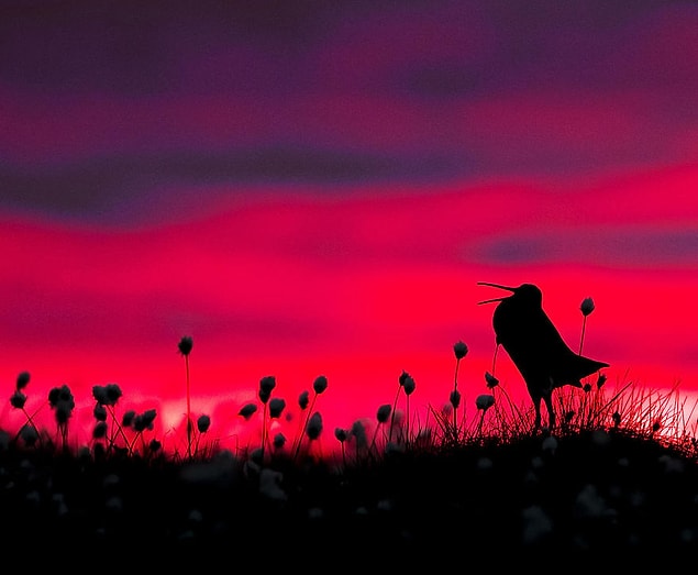 19. Great Snipe Silhouette (Büyük Su Çulluğu Silueti) - Torsten Green-Petersen, Kuş Davranışı Kategorisinde Şeref Ödülü