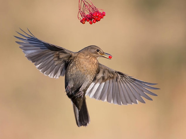 21. Blackbird Taking Berries (Karatavuk Meyveleri Alırken) - Roy Rimmer, Bahçedeki Kuşlar Kategorisinde Şeref Ödülü