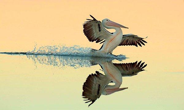 22. A Perfect Landing, Australian Pelican (Mükemmel Bir İniş, Avustralya Pelikanı) - Bret Charman, Avustralya, Uçan Kuşlar Kategorisinde Altın Ödül