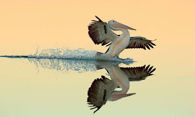 22. A Perfect Landing, Australian Pelican (Mükemmel Bir İniş, Avustralya Pelikanı) - Bret Charman, Avustralya, Uçan Kuşlar Kategorisinde Altın Ödül