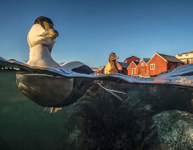 25. Swimming Eider (Yüzen Pufla Kazı) - Pål Hermansen, En İyi Portre Kategorisinde Bronz