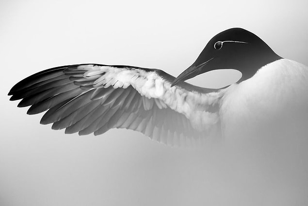27. Guillemot Stretching Wing (Kanadını Esneten Dalıcı Martı) - Marc Weber, En İyi Portre Kategorisinde Gümüş