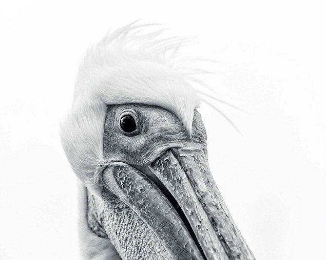 30. Pelican Portrait (Pelikan Portresi) - Anna-mart Kruger, Namibya, En İyi Portre Kategorisi