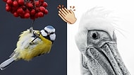 2017 Yılının En İyi Kuş Fotoğrafları Belli Oldu! İşte İnsanları En Çok Büyüleyen 31 Kare