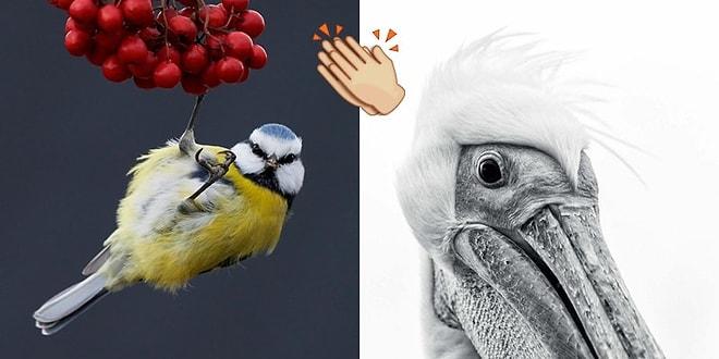 2017 Yılının En İyi Kuş Fotoğrafları Belli Oldu! İşte İnsanları En Çok Büyüleyen 31 Kare