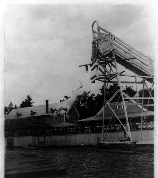 19. King adlı at 1909 yılında suya dalarken.