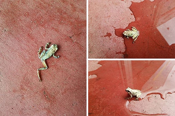 3. Эта лягушка была найдена полностью засохшей на жаре около супермаркета. Один из работников предложил полить ее водой... И лягушка восстала из мёртвых!🐸☠️