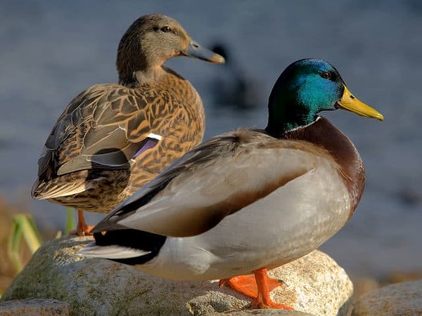 1. Приступим: вы мужчина или женщина?