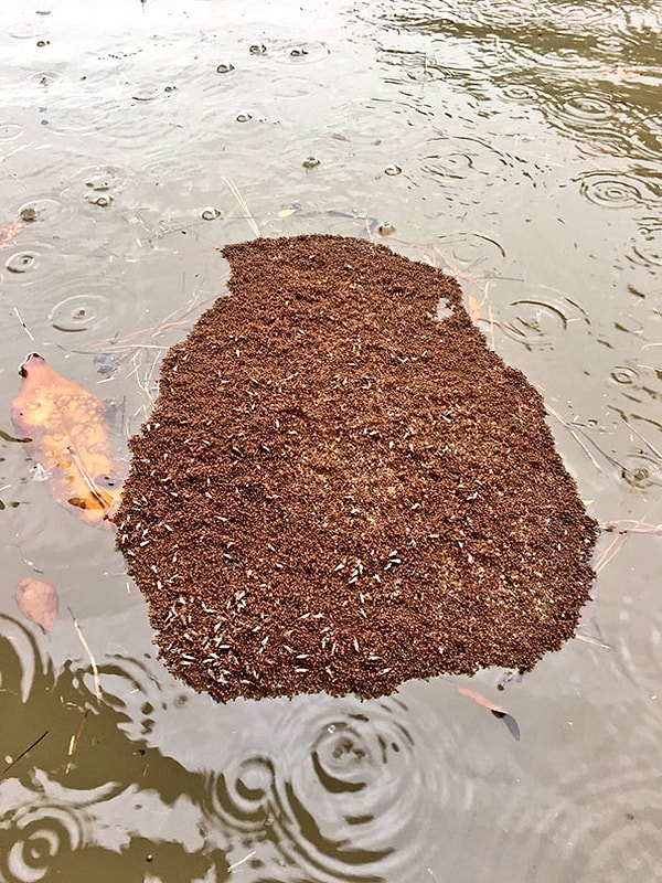 19. Муравьи строят плод из самих себя, чтобы спастись от наводнения в Хьюстоне.