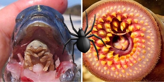 42 пугающих фото матери-природы: слабонервным смотреть не рекомендуется