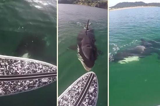 Yanı Başında Katil Balinayla Yüzen Adam