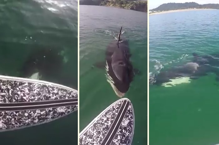 Yanı Başında Katil Balinayla Yüzen Adam