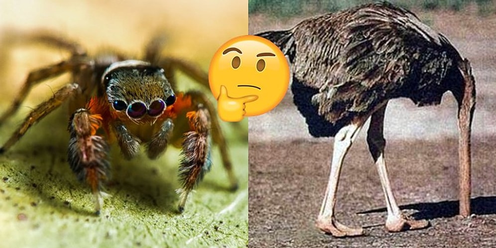 Hayvanlar Hakkında Şehir Efsanesi Haline Gelen 12 Yaygın Bilgi ve Doğruları