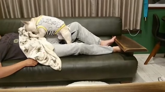 Uyuyan Dostu Üşümesin Diye Üzerini Örten Köpek