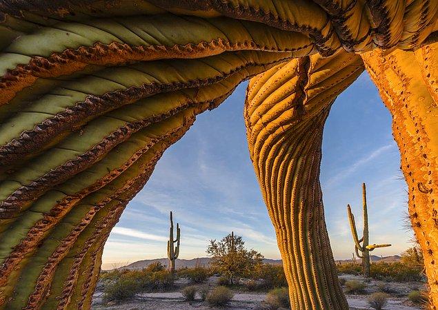 4. 📸 Jack Dykinga, Sonoran Çölü, Amerika