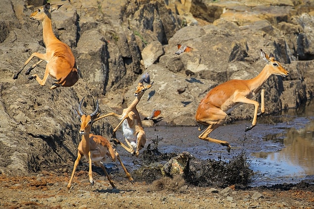 7. 📸 John Mullineux, Kruger Ulusal Parkı, Güney Afrika