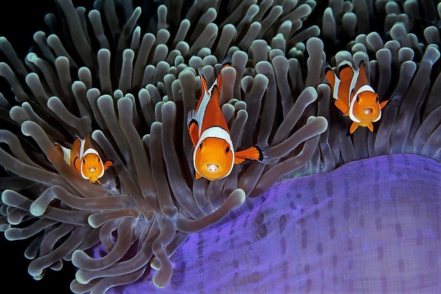 10. 📸 Qing Lin, Lembeh Boğazı, Endonezya