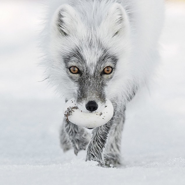 14. 📸 Sergey Gorshkov, Rusya