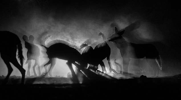 17. 📸 Greg du Toit, Zimbabve