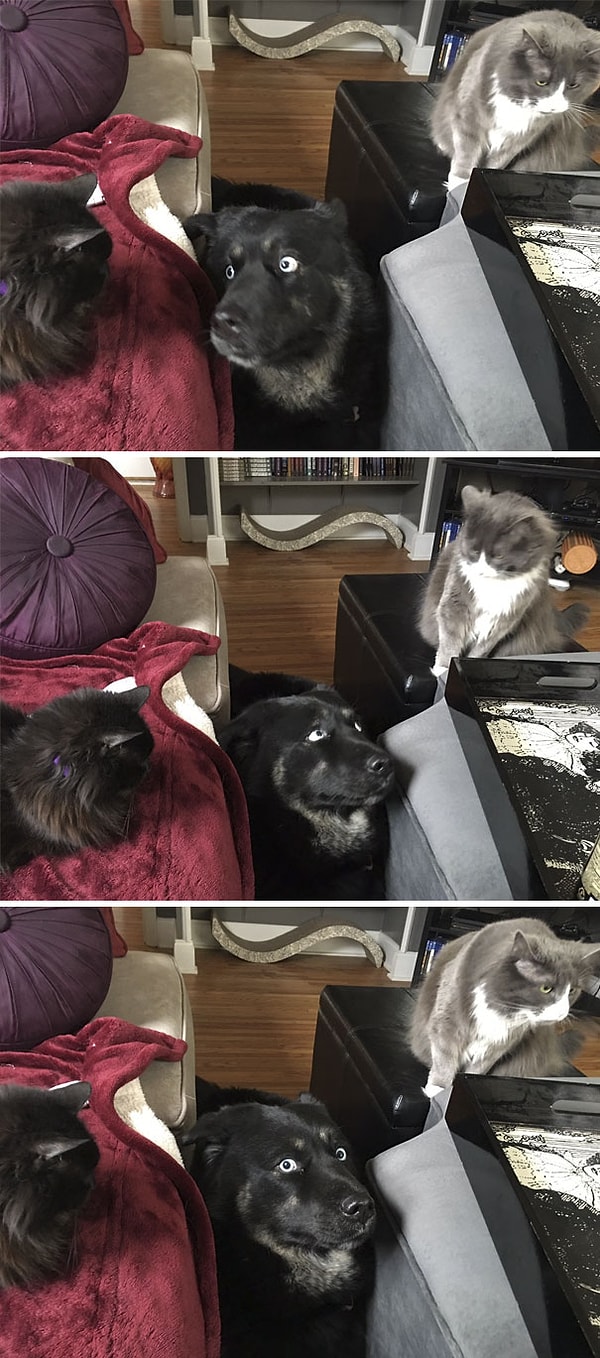 1. "Вы только посмотрите на этот взгляд 😂"