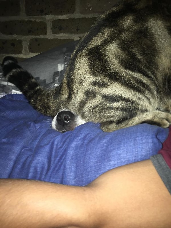 12. "Моя кошка не очень любит собаку и показывает это всеми возможными способами"