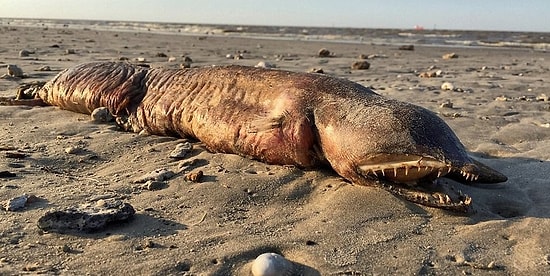 На техасском пляже обнаружили труп загадочного морского обитателя