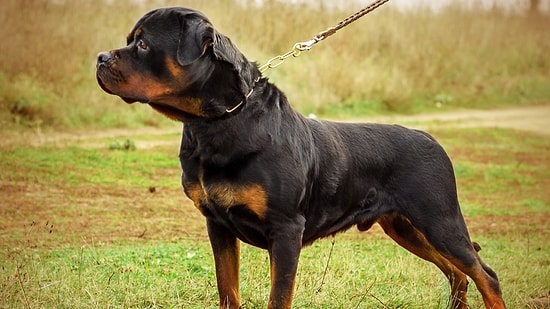 Hangimiz Sevmedik Çılgınlar Gibi?! Aşkta Hangi Cins Köpek Gibi Olduğunu Söylüyoruz!