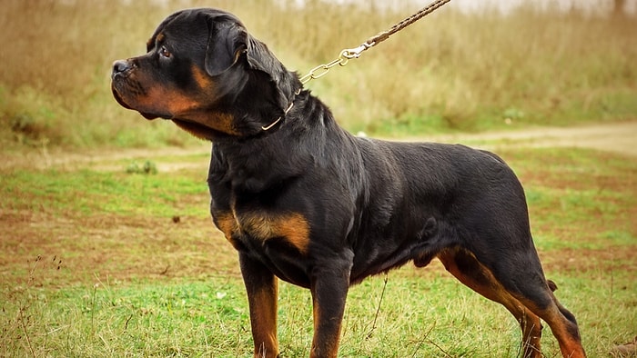 Hangimiz Sevmedik Çılgınlar Gibi?! Aşkta Hangi Cins Köpek Gibi Olduğunu Söylüyoruz!